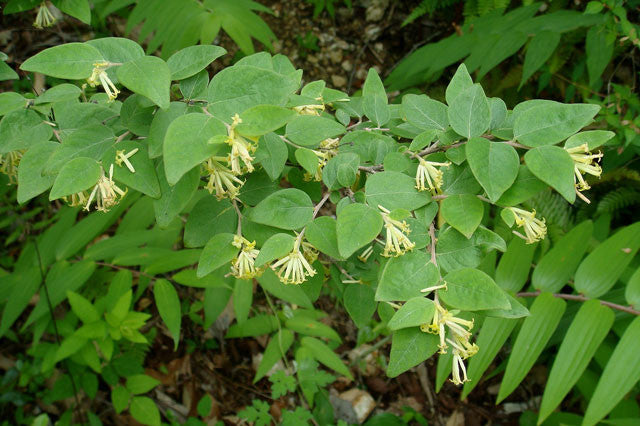 Gampi Paper - Grown in the Mountains